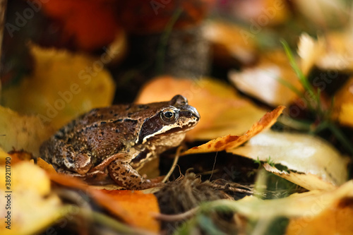 Portrait of the common frog (Rana temporaria) in the autumn forest