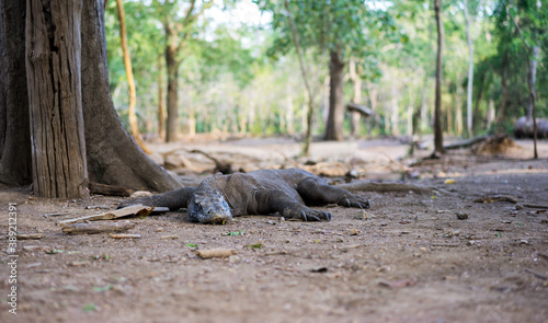 a very old and skinny Komodo dragon on the ground in the village of Komodo Island, Indonesia