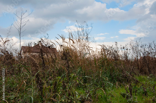 Autumn landscape on the outskirts of the city, various herbs, clouds in the sky and the roof of the house. soft focus, selective focus © Disterheft