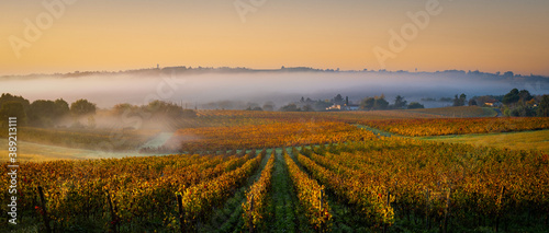 Bordeaux Vineyard at sunrise in autumn, Entre deux mers, Langoiran, Gironde, France photo