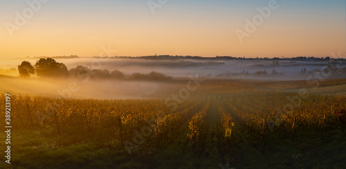Bordeaux Vineyard at sunrise in autumn  Entre deux mers  Langoiran  Gironde  France