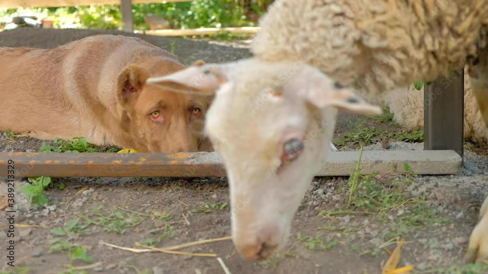 A shepherd dog guards sheep on a home farm on a Sunny summer day A shepherd dog guards sheep on a home farm on a Sunny summer day