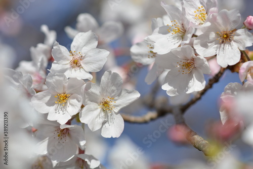 cherry tree blossom