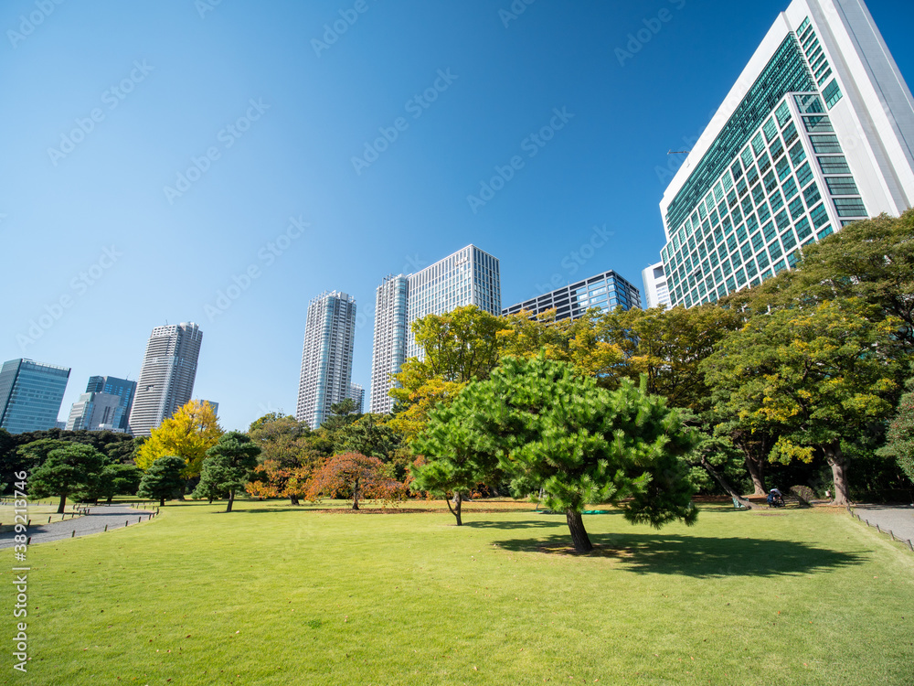Obraz premium 秋晴れの浜離宮恩賜庭園と汐留のビル