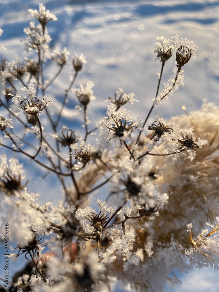 snow covered branches snow covered branches