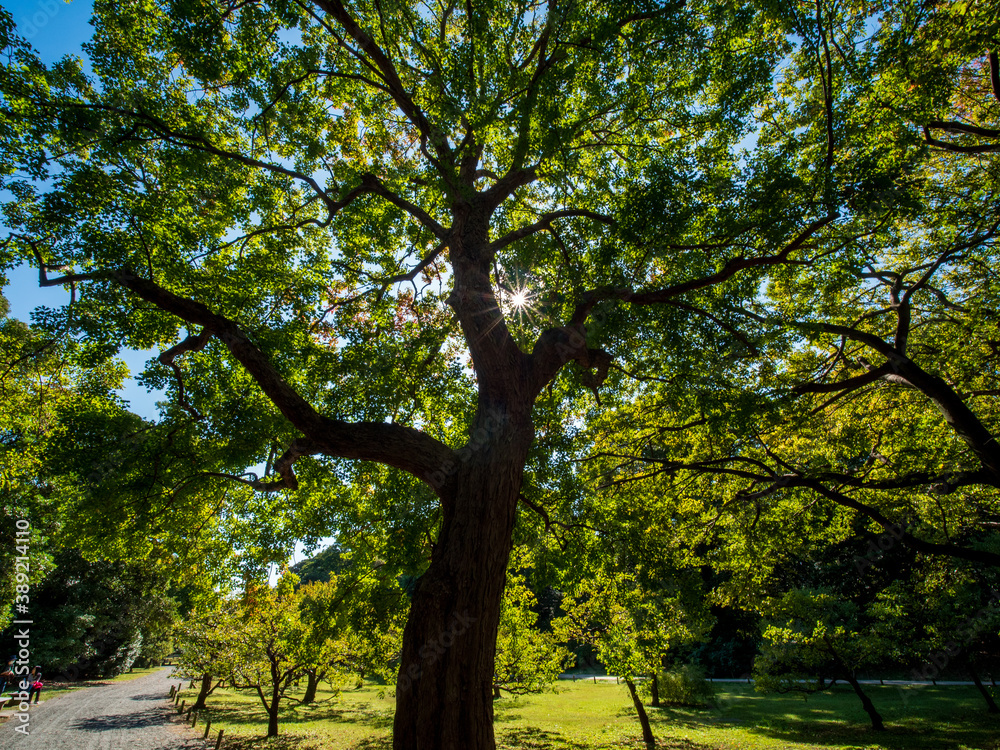 Fototapeta premium 色づき始めた浜離宮恩賜庭園の木々 10月