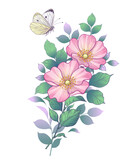 Hand Drawn Dog-Rose Branch and Butterfly