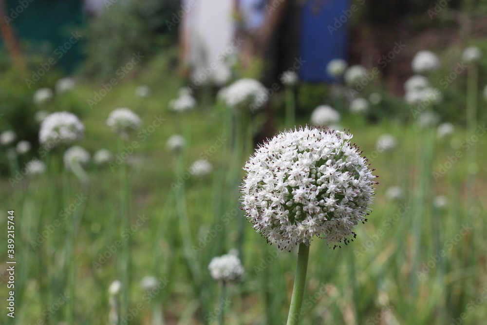 onion flower onion flower