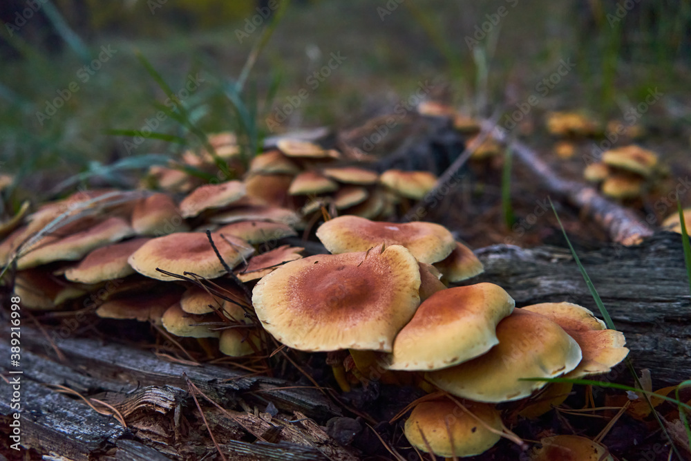 Honey mushrooms in the forest growing by groups Honey mushrooms in the forest growing by groups