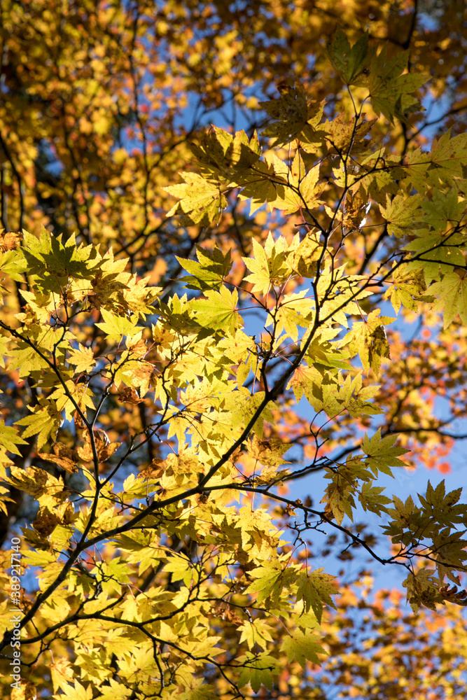 紅葉　autumn leaves