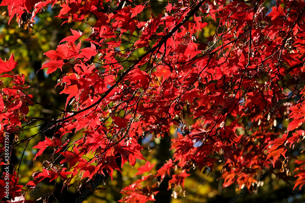 Acer palmatum autumn foliage commonly known as Japanese maple in geneva, Switzerland