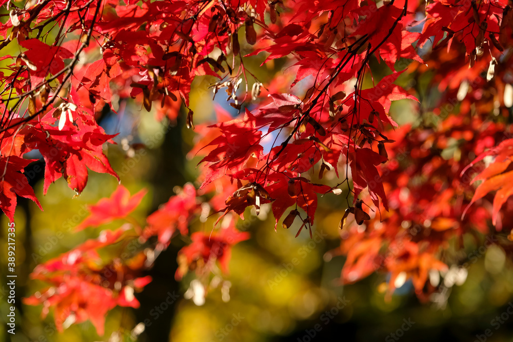 Acer palmatum autumn foliage commonly known as Japanese maple in geneva, Switzerland Acer palmatum autumn foliage commonly known as Japanese maple in geneva, Switzerland