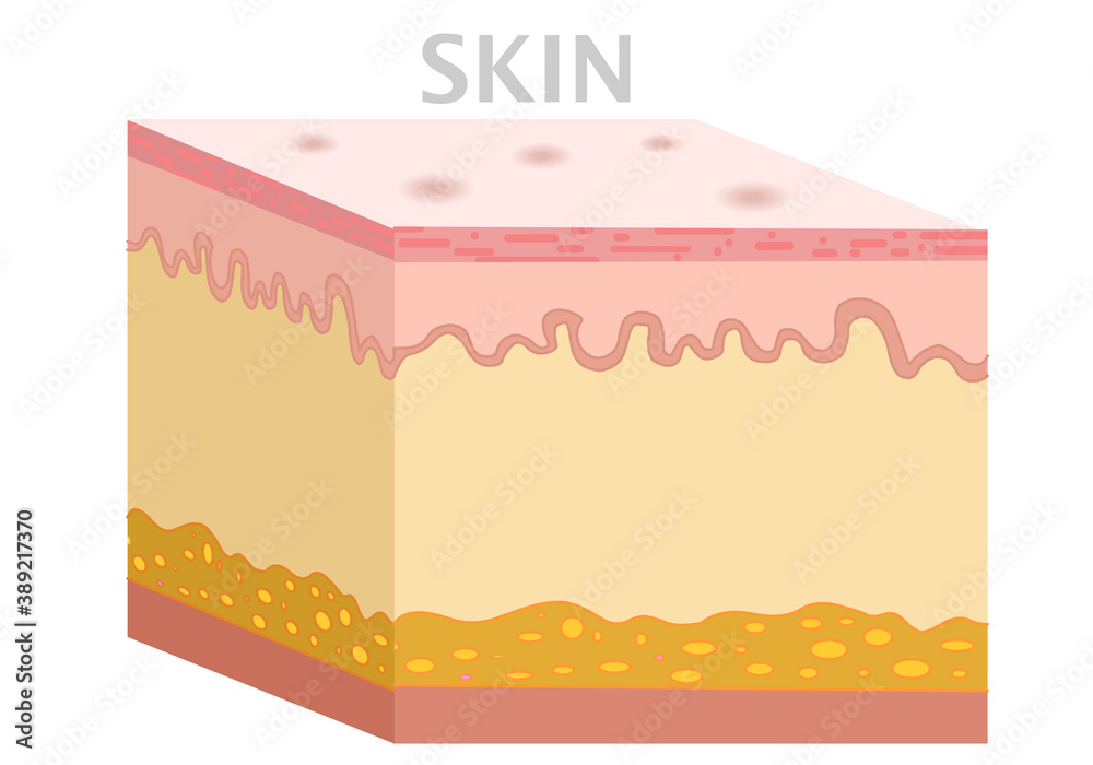 Skin anatomy, diagram. Basic human skin layer. Cubic cross section