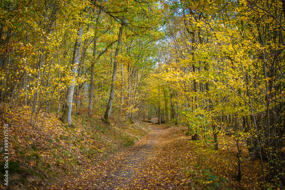 Weg durch den Herbstwald