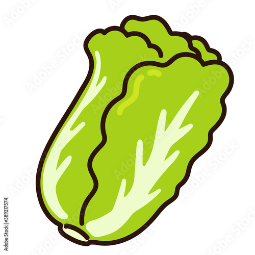 Illustration of simple outlined Chinese cabbage leaves