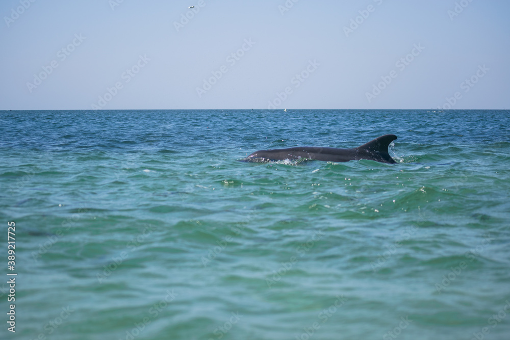 Fototapeta premium dolphin in the water