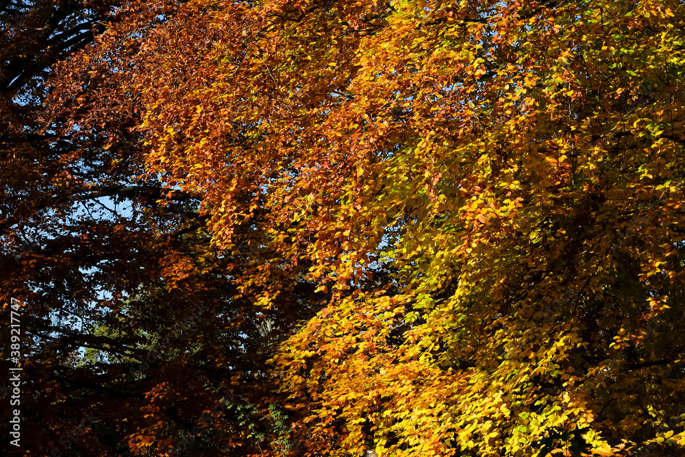 autumn foliage in the botanic garden in Geneva, Switzerland autumn foliage in the botanic garden in Geneva, Switzerland