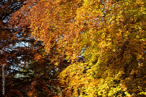 autumn foliage in the botanic garden in Geneva, Switzerland