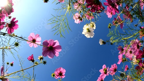 秋桜　青空の背景