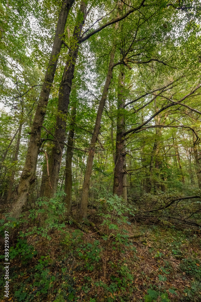Laubwald mit starken alten Bäumen im Herbst Laubwald mit starken alten Bäumen im Herbst