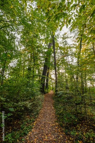  Laubwald mit starken alten B  umen im Herbst