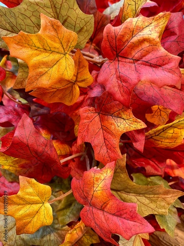 red autumn leaves close up