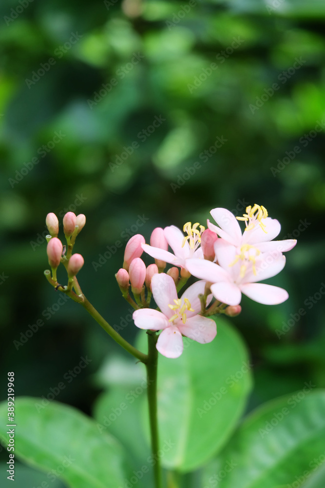 Obraz premium Pink melastomes flower on blur background