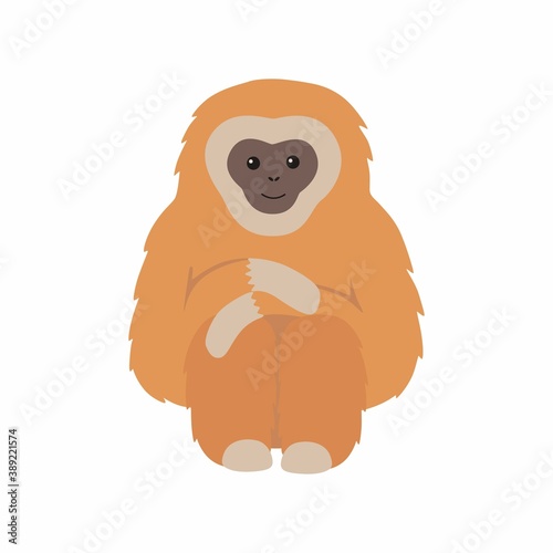 Gibbon primate mammal. Monkey isolated on white background.