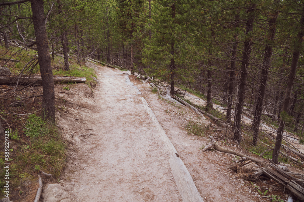 Obraz premium Dirt trail through the woods at the Artists Paint Pots area of Yellowstone National Park