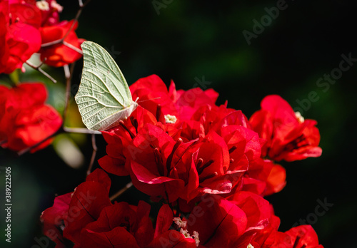 Tender Yellow butterfly feeding in deep red bougainvillea flowers on blurred background. The white angled-sulphur  (Anteos clorinde). Nice scene for Positive co photo