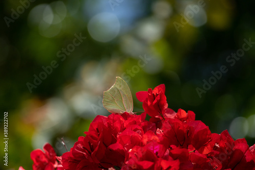 Tender Yellow butterfly feeding in deep red bougainvillea flowers on blurred background. The white angled-sulphur  (Anteos clorinde). Nice scene for Positive co photo