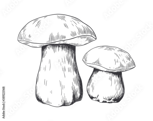 Hand drawn porcini. Pencil sketch of mushroom. Forest plant, vegetarian ingredient for cooking delicacy. Natural ecologic product, food advertising template, logo mockup. Vector culinary illustration