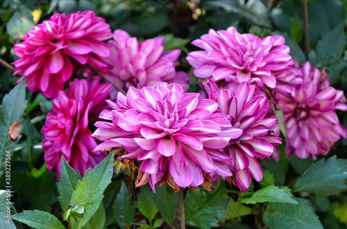 Burgundy pink border dahlia. Macro photography of flowering plants. Dahlia petals.