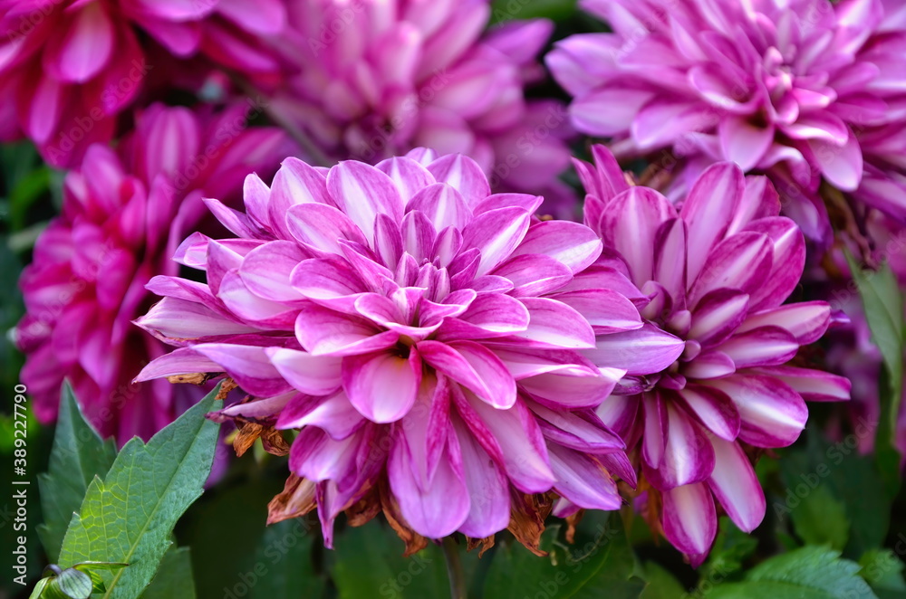 Bright dahlia flowers. Many variegated petals. Photo of garden plants in the garden.