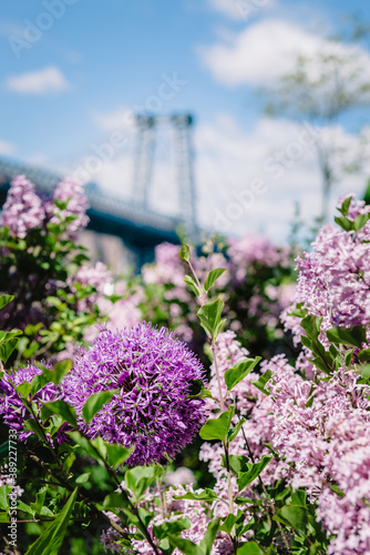 Close up of beautiful purple flowers with the Manhattan Bridge in the background