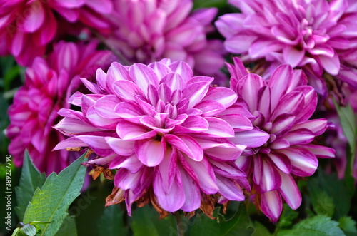 Bright dahlia flowers. Many variegated petals. Photo of garden plants in the garden.