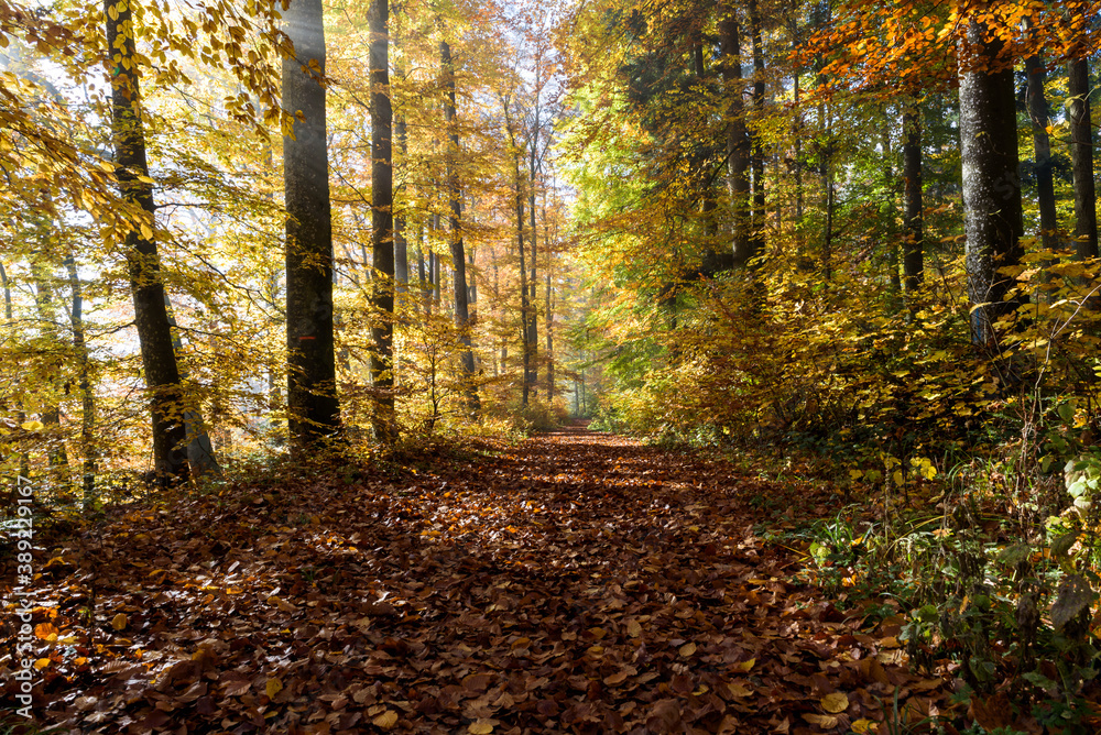 Orange golden forest landscape with pathway in autumn, sun shining through the woods with fog, beautiful colors. Orange golden forest landscape with pathway in autumn, sun shining through the woods with fog, beautiful colors.