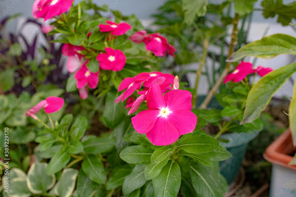 Beautiful wild blooming flower with crimson petals. Beautiful wild blooming flower with crimson petals.