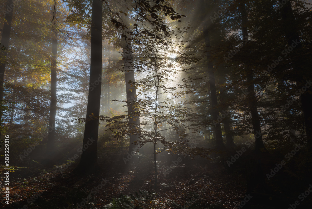 Obraz premium Orange golden forest landscape in autumn, backlight sun shining through the woods with fog, beautiful colors.