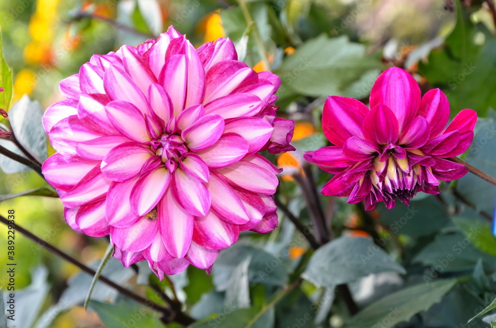 Unusual variegated dahlia. Bright flowers of red-white dahlia. Flowers in the park. Two flowers among the greenery. Unusual variegated dahlia. Bright flowers of red-white dahlia. Flowers in the park. Two flowers among the greenery.