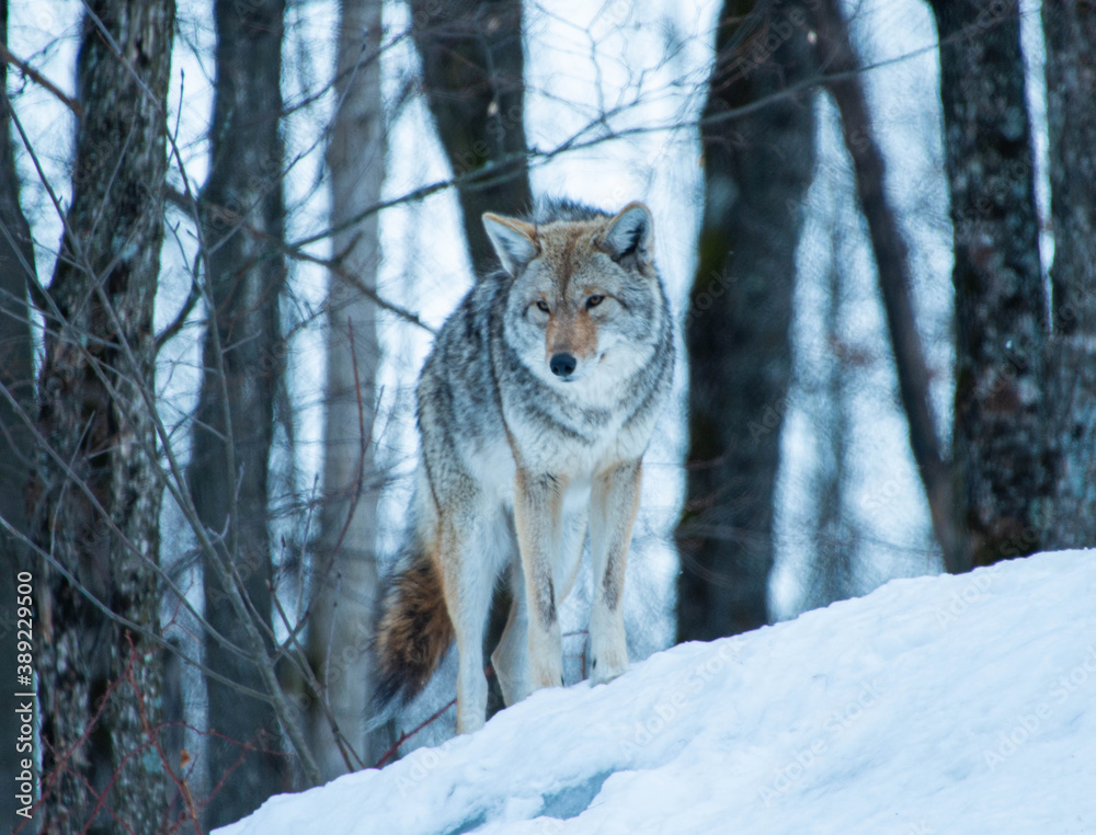 Fototapeta premium Coyote in the snow