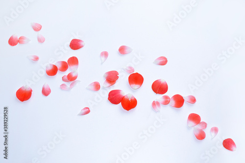 Bright pink rose petals. floral background.