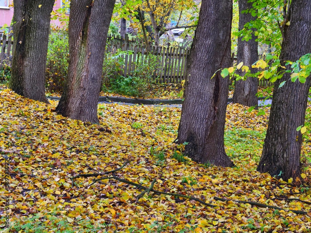 autumn in the park autumn in the park