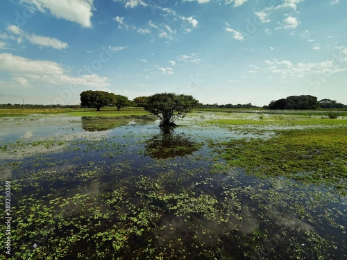 Flooded Pantanal landscape