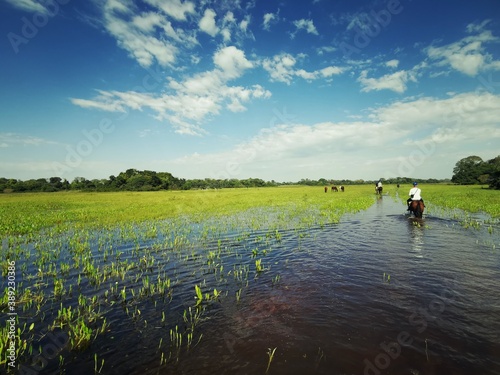 Wetlands of Pantanal