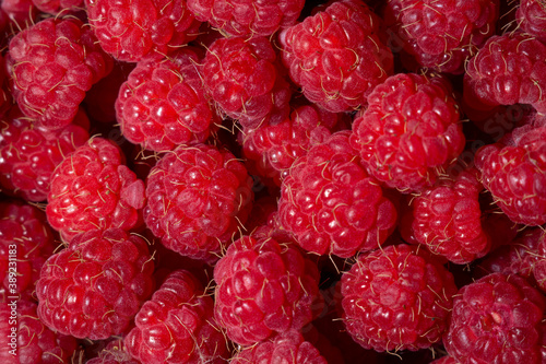 Lots of ripe pink raspberries close-up