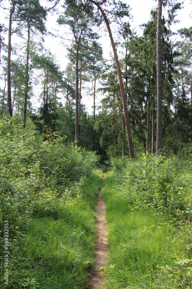 Obraz premium Nordpfad Wanderung im Landkreis Rotenburg (Wümme)