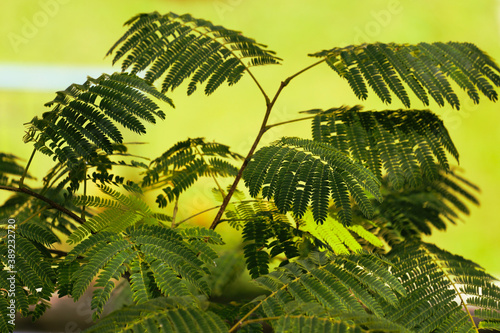 Fototapeta Naklejka Na Ścianę i Meble -  green tree in the sun