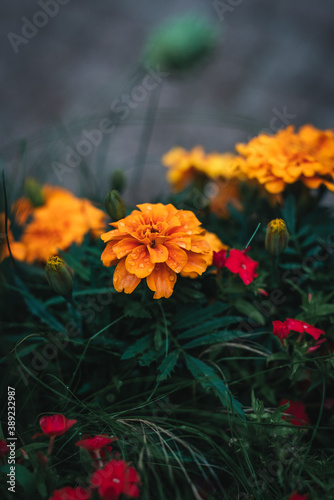 An orange fllower with green leaves photo