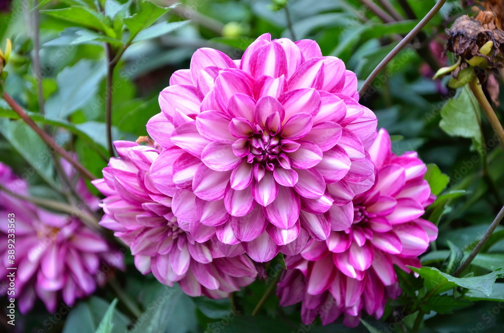 Pink-white petals of a large dahlia.  Varietal plants in the garden.  Blooming dahlia in summer. Bright pink flowers. 